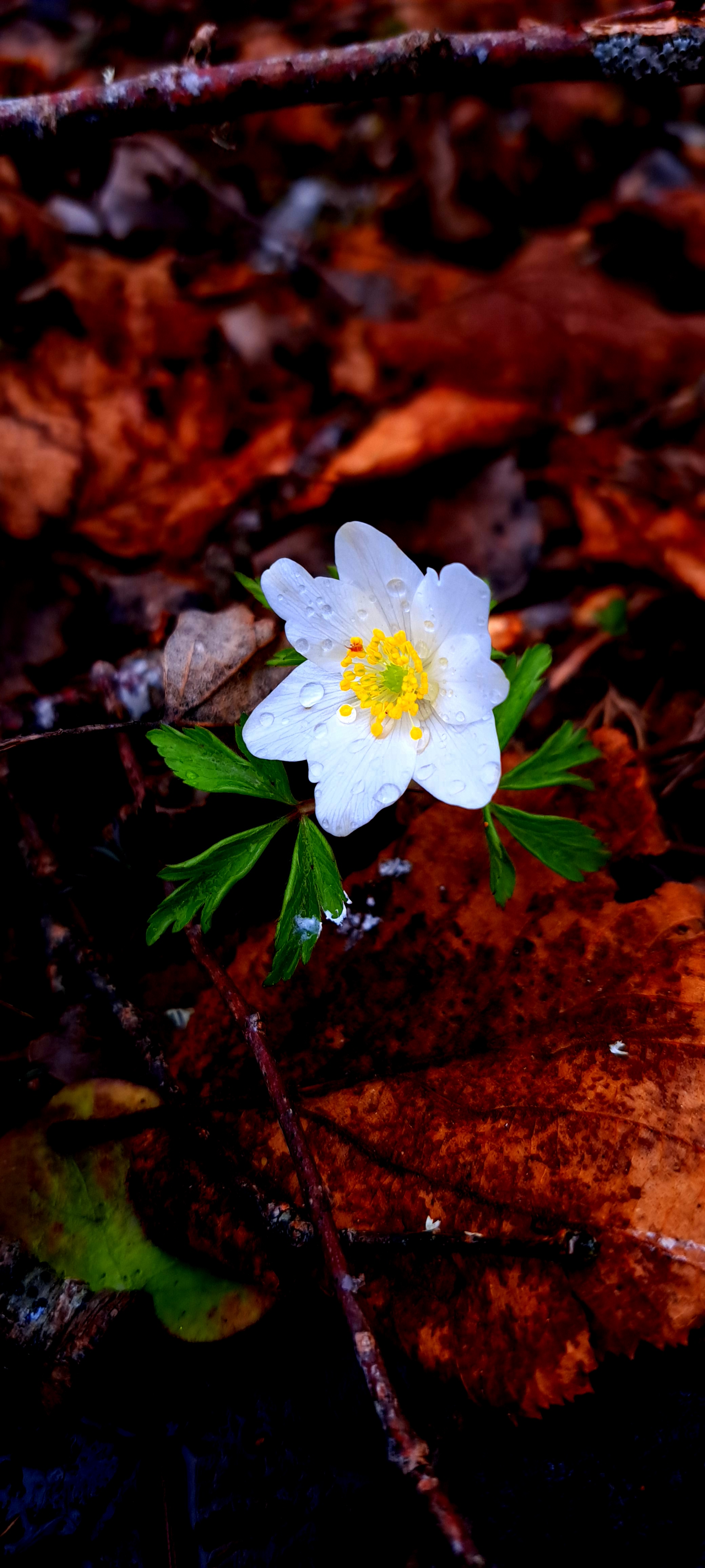 Vitsippa i vårregn. Foto: Anna Ljung