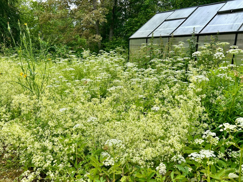 Ogräset växer kämpahögt.