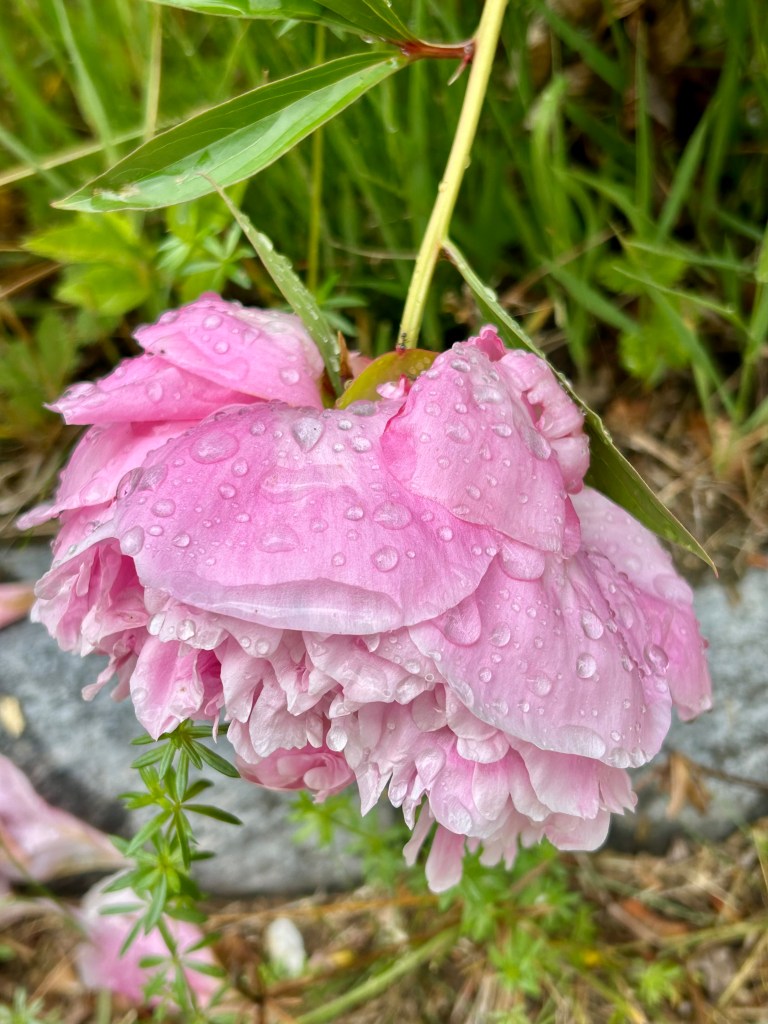 tung, rosa pion med regndroppar