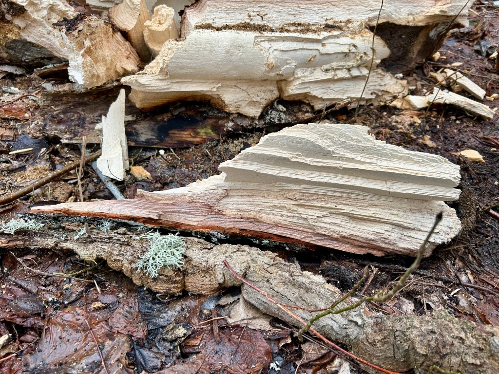 splittrade trästycken efter att ett träd blåst omkull